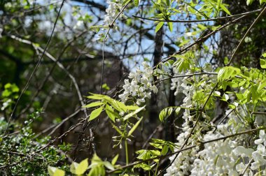 Bahar bahçesindeki beyaz çiçeklere yakın.