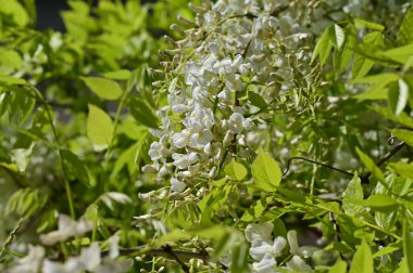 Bahar bahçesindeki beyaz çiçeklere yakın.