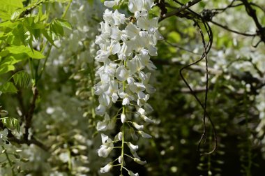 Bahar bahçesindeki beyaz çiçeklere yakın.