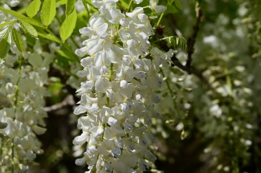 Bahar bahçesindeki beyaz çiçeklere yakın.