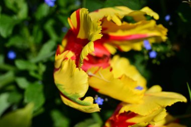 Bahçedeki güzel lale