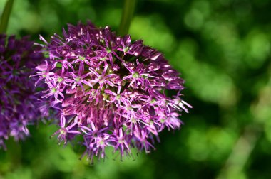 Güzel çiçek bahçede büyüyen