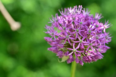Güzel çiçek bahçede büyüyen
