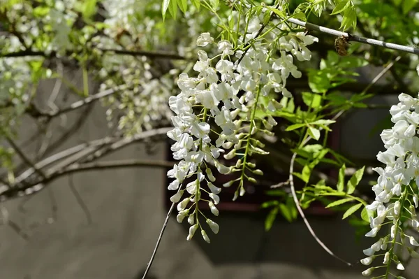 Közel Fehér Virágok Tavaszi Kertben — Stock Fotó