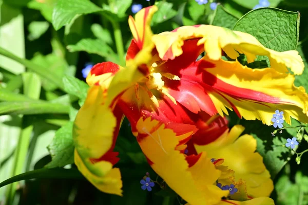 stock image beautiful  tulip in the garden