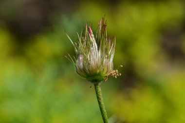 Güzel çiçek bahçede büyüyen