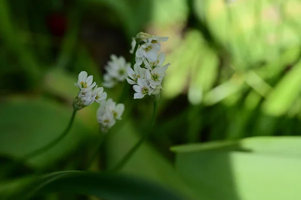 Gyönyörű Fehér Virágok Kertben — Stock Fotó
