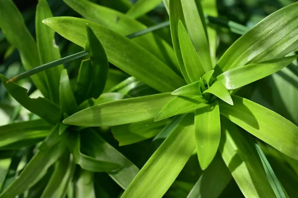 Πράσινα Φύλλα Του Φυτού Της Χλωρίδας Και Του Φυλλώματος Έννοια — Φωτογραφία Αρχείου