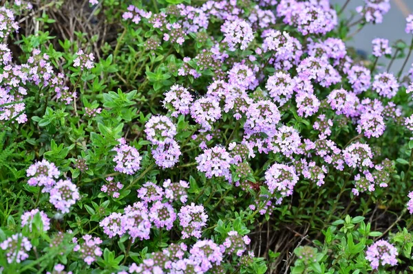 stock image beautiful little flowers growing  in the garden