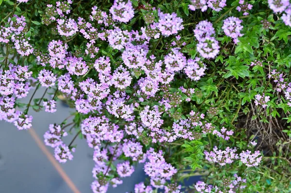 Mooie Kleine Bloemen Groeien Tuin — Stockfoto