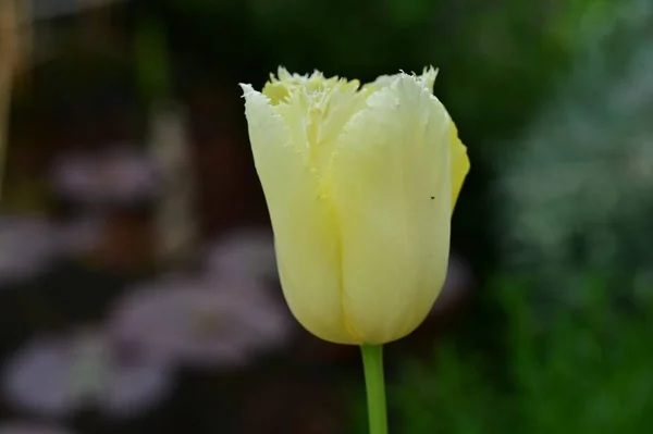 Hermoso Tulipán Jardín —  Fotos de Stock