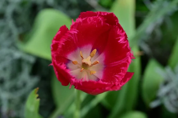 Красивый Тюльпан Саду — стоковое фото