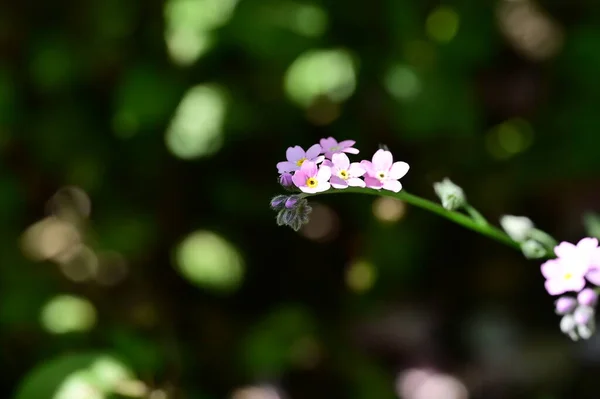 Красиві Маленькі Квіти Ростуть Саду — стокове фото