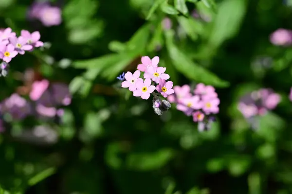 stock image beautiful little flowers growing  in the garden