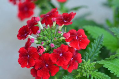 beautiful  flowers  growing in garden in spring 