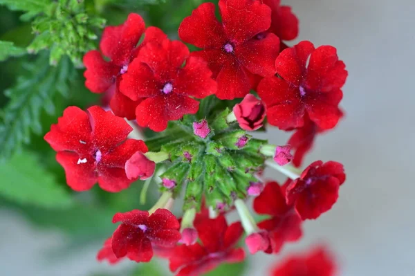 Güzel Kırmızı Çiçekler Çiçek Konsepti — Stok fotoğraf