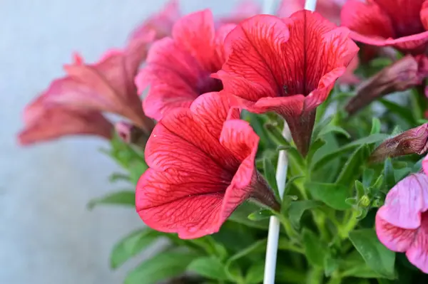 Beautiful Flowers Growing Garden Spring — Foto Stock