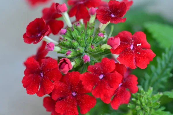 stock image beautiful red flowers, floral concept background