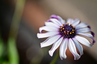Çiçek açan güzel bahar arkaplanı