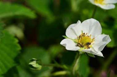 beautiful flower growing in garden in spring 