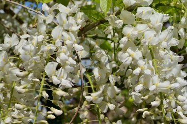 Çiçek açan akasya ağacıyla güzel bir bahar arkaplanı.