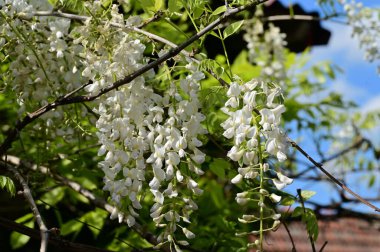 Çiçek açan akasya ağacıyla güzel bir bahar arkaplanı.