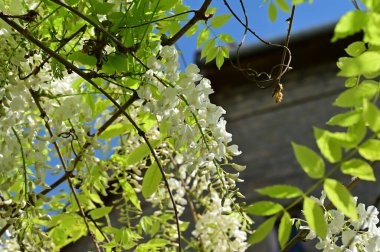 Çiçek açan akasya ağacıyla güzel bir bahar arkaplanı.