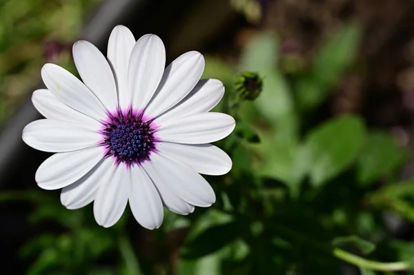 Schöner Frühling Hintergrund Mit Blühender Blume — Stockfoto