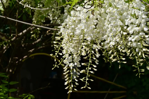 Beautiful Spring Background Blooming Acacia Tree — Stock Photo, Image