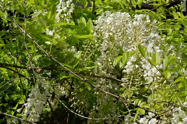Vacker Vår Bakgrund Med Blommande Akaciaträd — Stockfoto