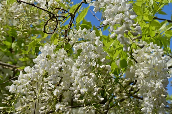Vacker Vår Bakgrund Med Blommande Akaciaträd — Stockfoto