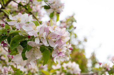Güzel bahar arka plan ile çiçeklenme elma ağacı.