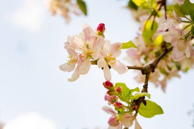 Güzel bahar arka plan ile çiçeklenme elma ağacı.