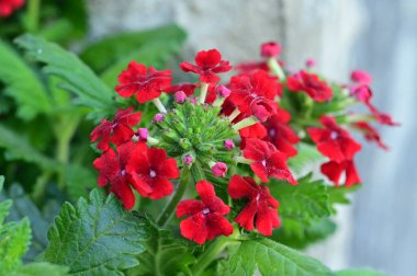 beautiful  flowers  growing in garden in spring 