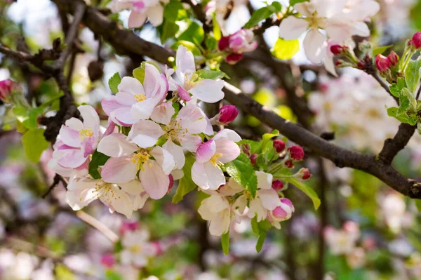 stock image beautiful spring background with blooming apple tree.