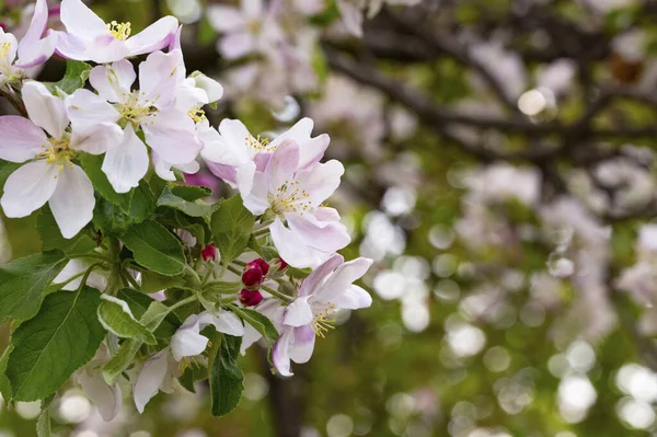 stock image beautiful spring background with blooming apple tree.