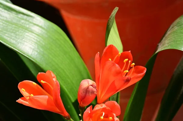 stock image close up of beautiful  flowers   in spring 