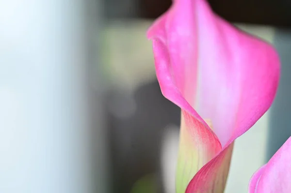 Fundal Frumos Primăvară Floare Înflorită — Fotografie, imagine de stoc