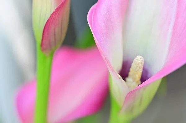 Beautiful Flowers Growing Garden Spring — Stock Photo, Image