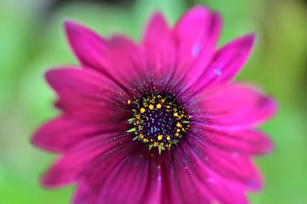 Vacker Vår Bakgrund Med Blommande Blomma — Stockfoto