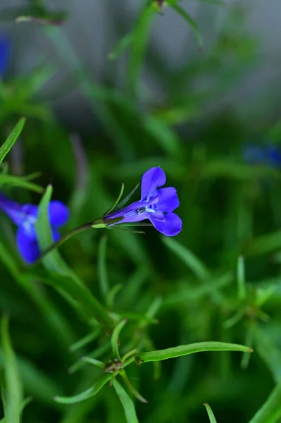 Vacker Våren Bakgrund Med Blommande Blommor — Stockfoto