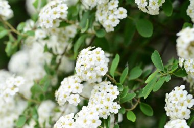 Çiçek açan çalılarla güzel bir bahar arkaplanı