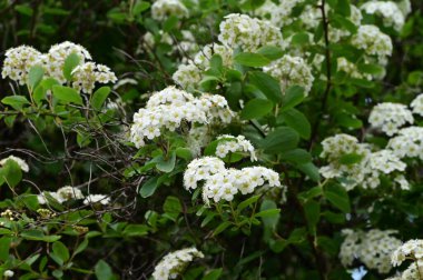 Çiçek açan çalılarla güzel bir bahar arkaplanı