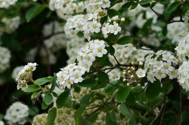 Çiçek açan çalılarla güzel bir bahar arkaplanı