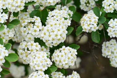 Çiçek açan çalılarla güzel bir bahar arkaplanı