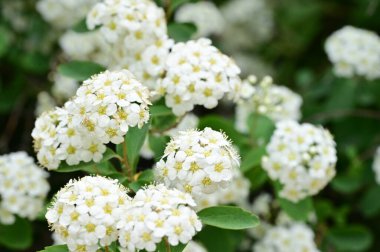 Çiçek açan çalılarla güzel bir bahar arkaplanı