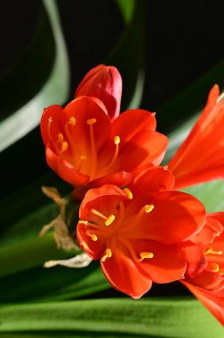 İlkbaharda güzel çiçeklere yakın. 