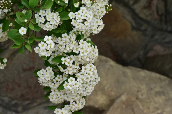 Hermoso Fondo Primavera Con Arbusto Floreciente —  Fotos de Stock