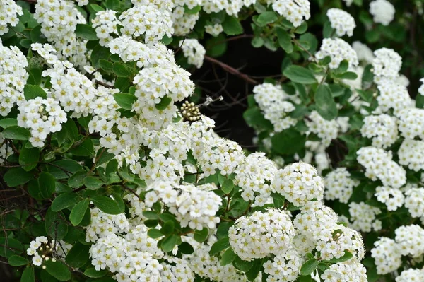 Beautiful Spring Background Blooming Bush — Stock Photo, Image