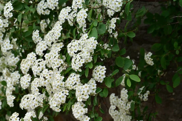 Beautiful Spring Background Blooming Bush — Stock Photo, Image